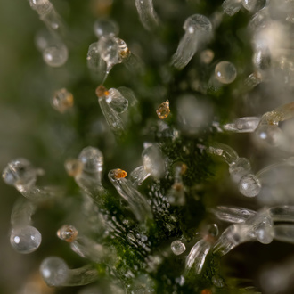 Tangerine Dream (Zamnesia Seeds) Feminiserade
