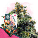 Tangerine Dream Autoflower (Zamnesia Seeds) Feminiserade