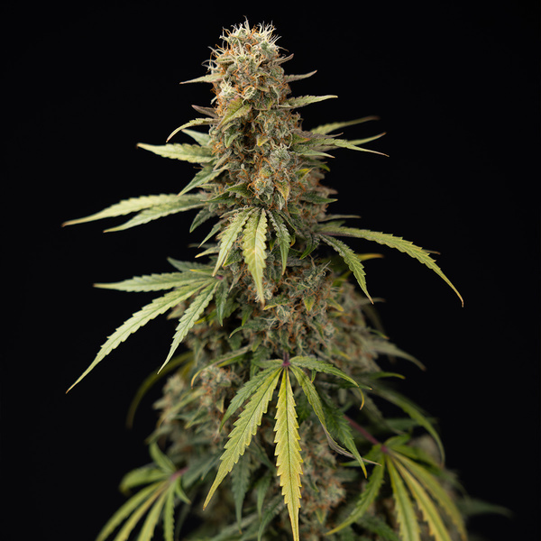 Tangerine Dream Autoflower (Zamnesia Seeds) Feminiserade