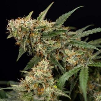 Tangerine Dream Autoflower (Zamnesia Seeds) Feminiserade