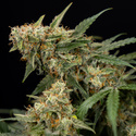 Tangerine Dream Autoflower (Zamnesia Seeds) Feminiserade