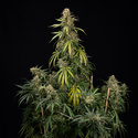 Tangerine Dream Autoflower (Zamnesia Seeds) Feminiserade
