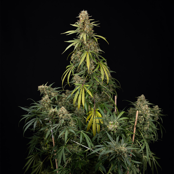 Tangerine Dream Autoflower (Zamnesia Seeds) Feminiserade