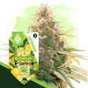 Gelonade (Zamnesia Seeds) Feminiserade