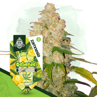 Gelonade Autoflower (Zamnesia Seeds) Feminiserade