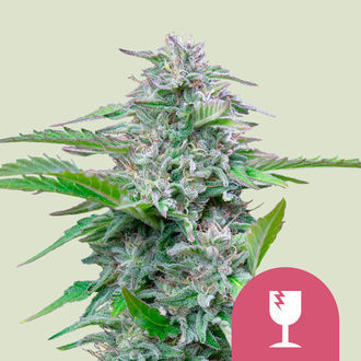 Critical (Royal Queen Seeds) Feminiserade