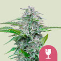 Critical (Royal Queen Seeds) Feminiserade