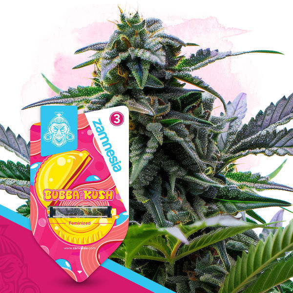 Bubba Kush (Zamnesia Seeds) Feminiserade