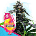 Bubba Kush Autoflower (Zamnesia Seeds) Feminiserade