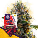 Trainwreck (Zamnesia Seeds) Feminiserade