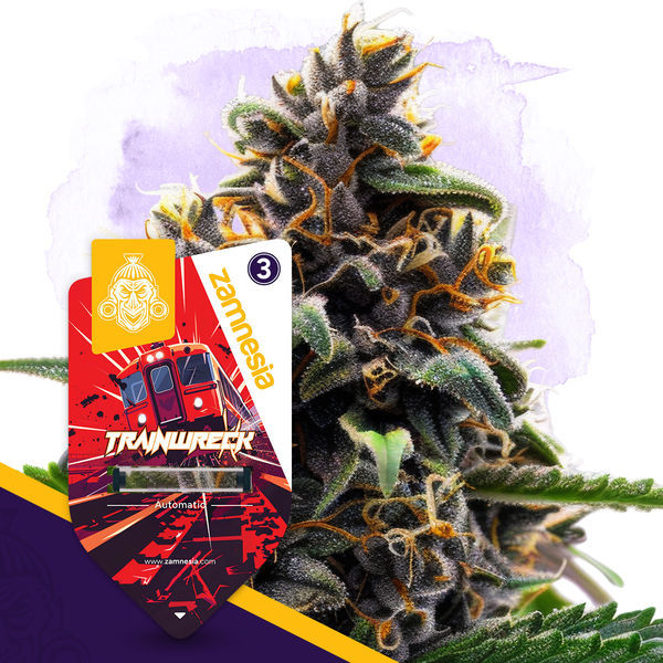 Trainwreck Autoflower (Zamnesia Seeds) Feminiserade