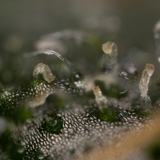 Trainwreck Autoflower (Zamnesia Seeds) Feminiserade