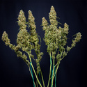Trainwreck Autoflower (Zamnesia Seeds) Feminiserade