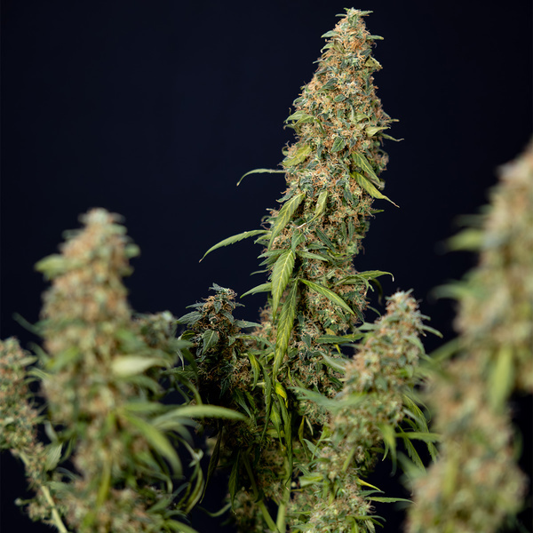 Trainwreck Autoflower (Zamnesia Seeds) Feminiserade