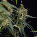 Trainwreck Autoflower (Zamnesia Seeds) Feminiserade