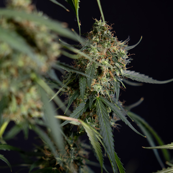 Trainwreck Autoflower (Zamnesia Seeds) Feminiserade
