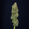 Trainwreck Autoflower (Zamnesia Seeds) Feminiserade
