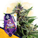 Granddaddy Purple (Zamnesia Seeds) Feminiserade