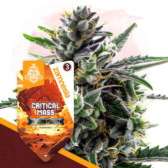 Critical Mass Automatic (Zamnesia Seeds) feminiserade