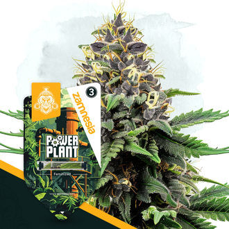 Power Plant (Zamnesia Seeds) Feminiserade