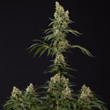 Power Plant (Zamnesia Seeds) Feminiserade