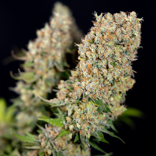 Power Plant (Zamnesia Seeds) Feminiserade