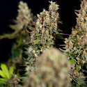 Power Plant (Zamnesia Seeds) Feminiserade
