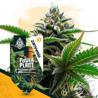 Power Plant Automatic (Zamnesia Seeds) feminiserade