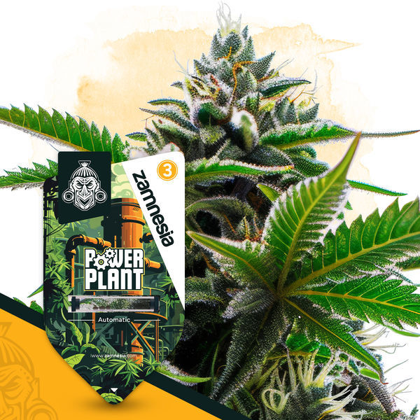 Power Plant Autoflower (Zamnesia Seeds) Feminiserade