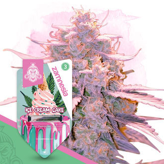 Ice Cream Cake (Zamnesia Seeds) Feminiserade