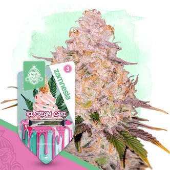 Ice Cream Cake Automatic (Zamnesia Seeds) feminiserade