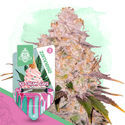 Ice Cream Cake Autoflower (Zamnesia Seeds) Feminiserade