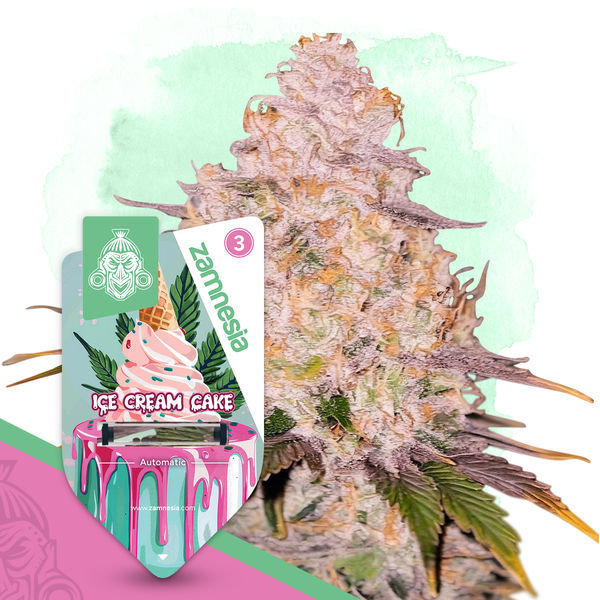 Ice Cream Cake Autoflower (Zamnesia Seeds) Feminiserade