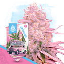 Sundae Driver (Zamnesia Seeds) Feminiserade