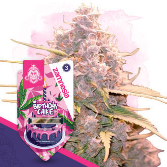 Birthday Cake Autoflower (Zamnesia Seeds) Feminiserade