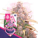Birthday Cake Autoflower (Zamnesia Seeds) Feminiserade