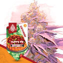 Cherry Pie (Zamnesia Seeds) Feminiserade