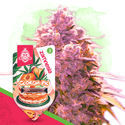 Georgia Pie (Zamnesia Seeds) Feminiserade
