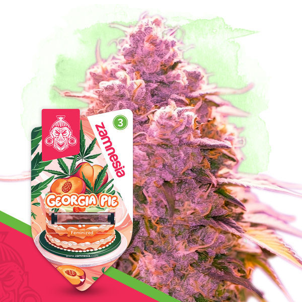 Georgia Pie (Zamnesia Seeds) Feminiserade