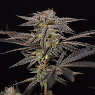 Georgia Pie (Zamnesia Seeds) Feminiserade