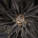 Georgia Pie (Zamnesia Seeds) Feminiserade