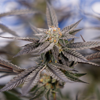 Georgia Pie (Zamnesia Seeds) Feminiserade