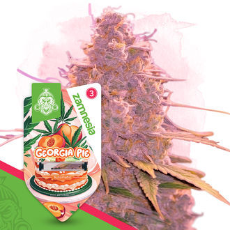 Georgia Pie Autoflower (Zamnesia Seeds) Feminiserade