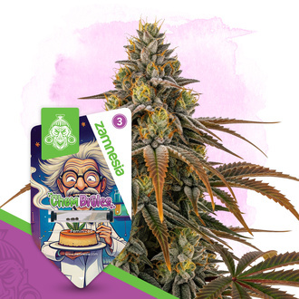 Chem Brulee (Zamnesia Seeds) Feminiserade