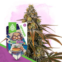 Chem Brulee (Zamnesia Seeds) Feminiserade
