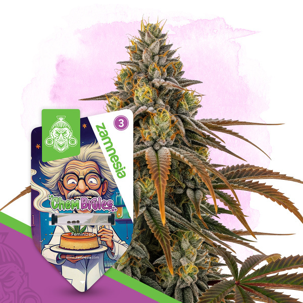 Chem Brulee (Zamnesia Seeds) Feminiserade