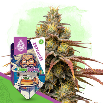 Chem Brulee Autoflower (Zamnesia Seeds) Feminiserade
