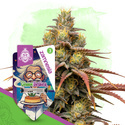 Chem Brulee Autoflower (Zamnesia Seeds) Feminiserade