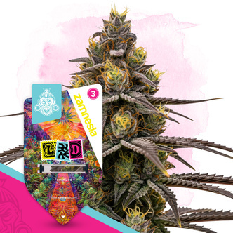 LSD (Zamnesia Seeds) feminiserade cannabisfr&ouml;n