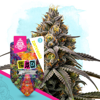 LSD Autoflower (Zamnesia Seeds) feminiserade